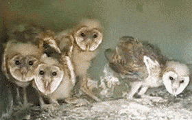 Owls Are Weird