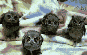 Owls Moving Their Heads