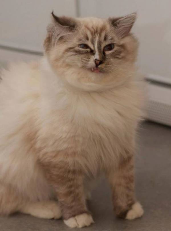Pictures Of Cat Sneezing