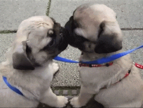 Pug Puppies Kissing