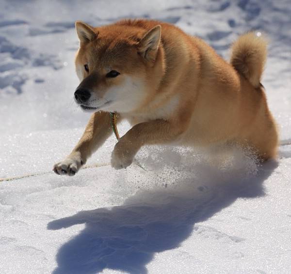 Shiba Inu Jumps In The Snow