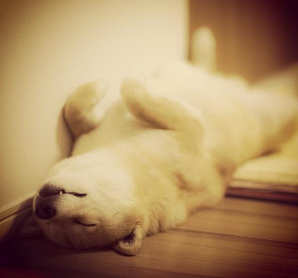 Shiba Inu Sleeping On His Back
