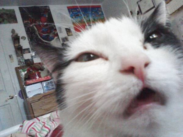 Sneezing Cat