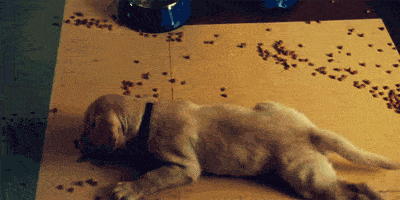 Squirmy Puppy