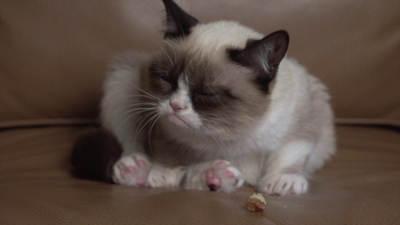 The forty cutest grumpy cat pictures