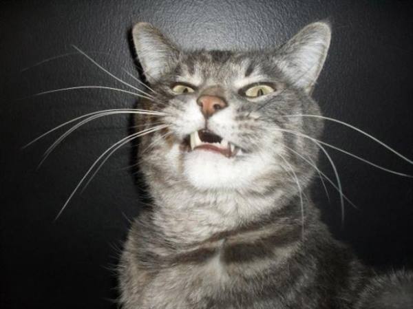 Weird Cat Face