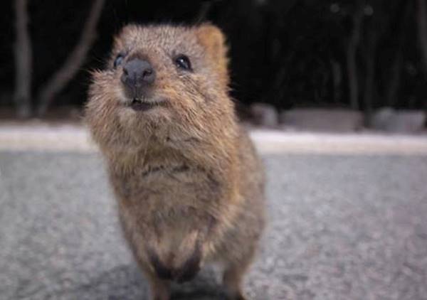 Adorable Quokka Pictures
