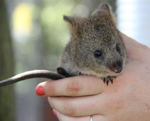 Adorable Quokka