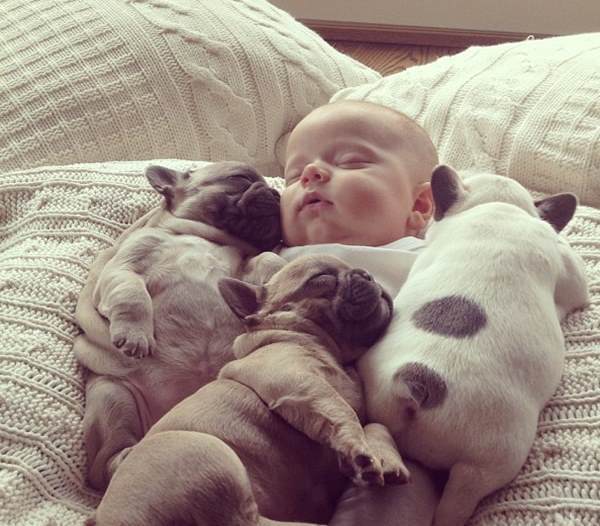 Baby And French Bulldogs