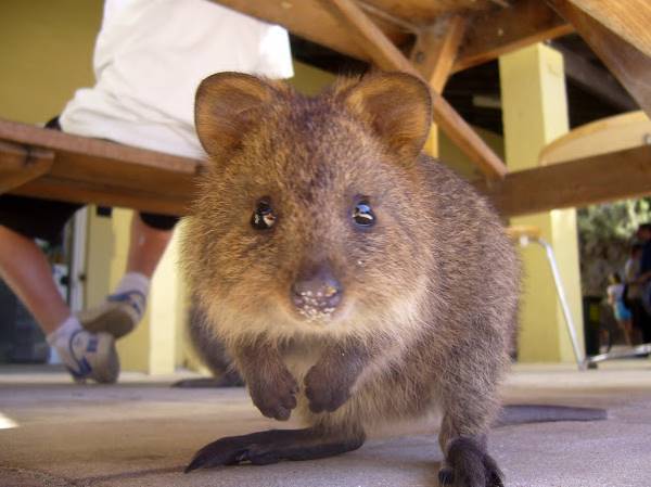 Baby Quokka