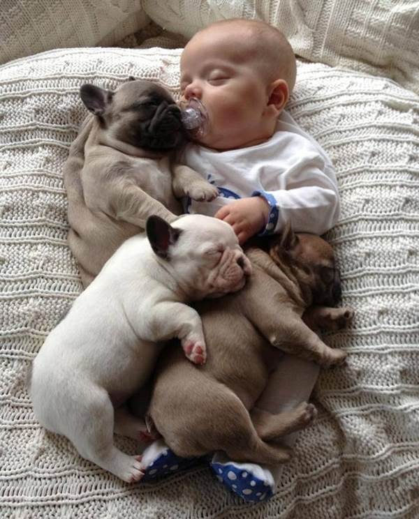 Baby With French Bulldog Puppies
