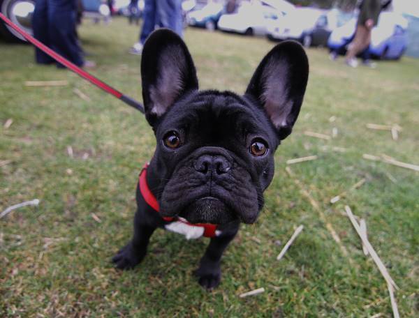 Big Earred Black French Bulldog