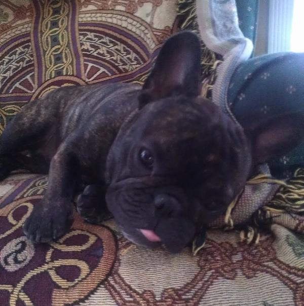 Black French Bull Dog