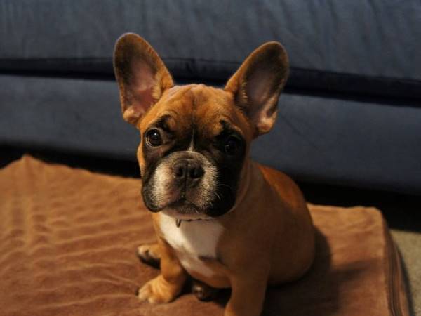 Bulldog Puppy