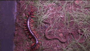 Centipede Versus Snake