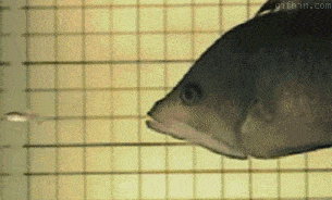 Creepy Fish