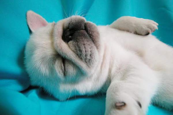 Cute French Bulldog Puppy