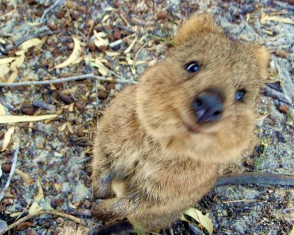 Cute Quokka