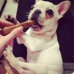 Cutest French Bulldog Pictures