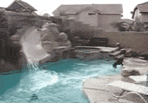 Dog Loves Water Slide