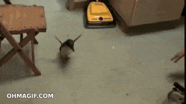 Excited Penguin