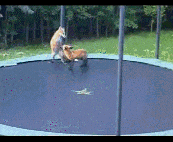 Foxes On Trampoline