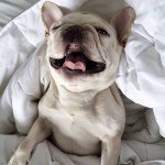 French Bulldog In Covers