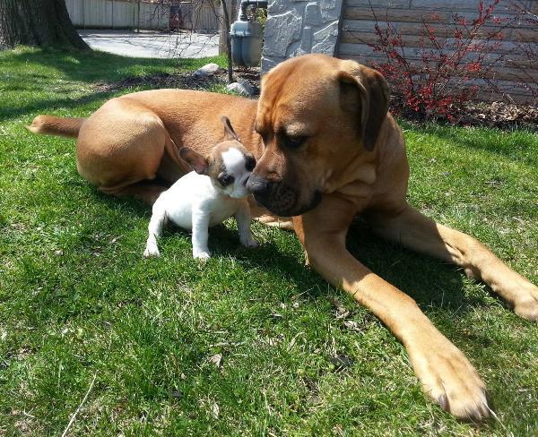French Bulldog Next To Big Dog