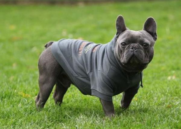 French Bulldog Pictures Cute Black Bulldog