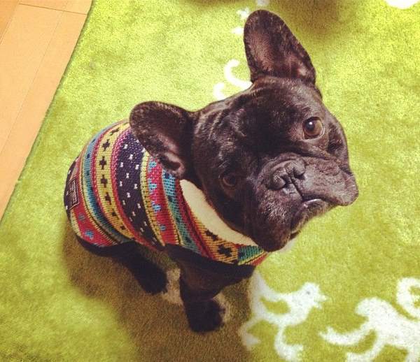 French Bulldog Pictures Cute