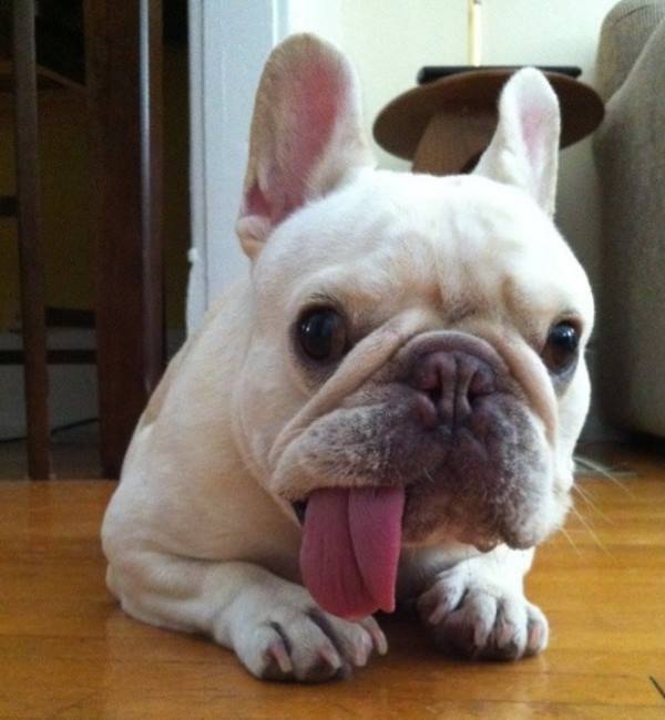 French Bulldog Pictures Derp