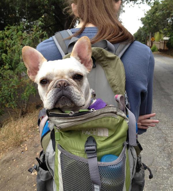 French Bulldog Pictures Hiking
