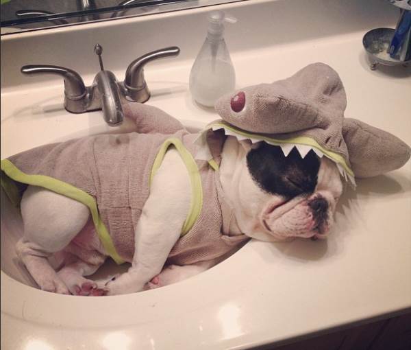 French Bulldog Pictures Napping