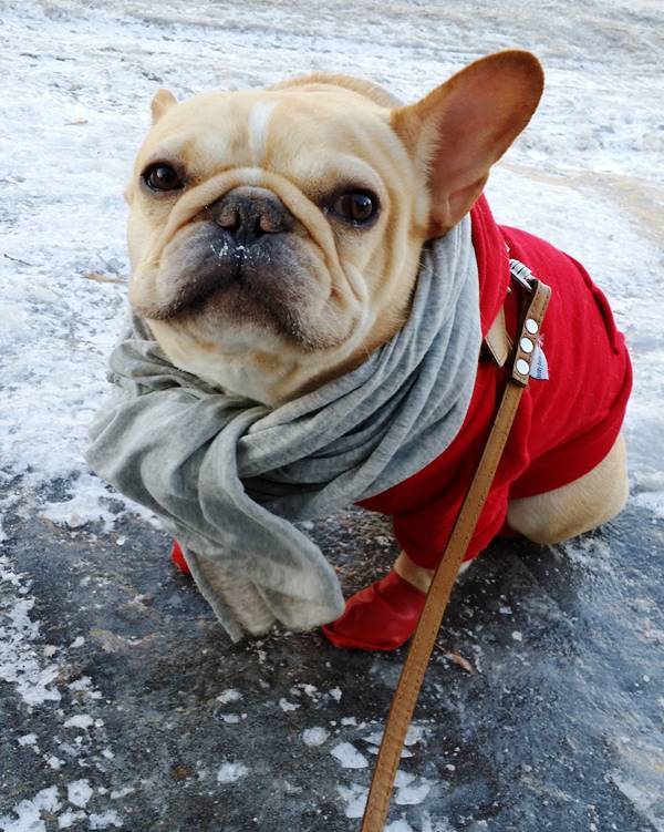 French Bulldog Pictures Wearing Shirt
