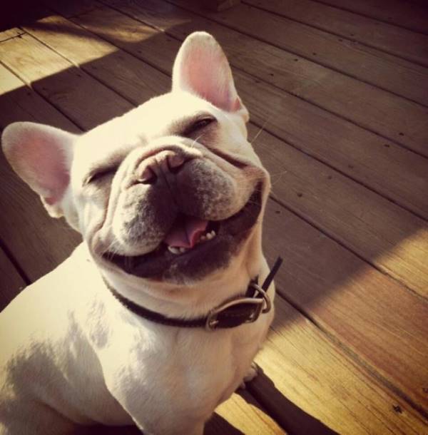 French Bulldog Pictures Smiling