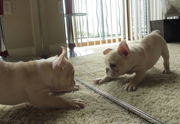 French Bulldog Puppy Looks In The Mirror