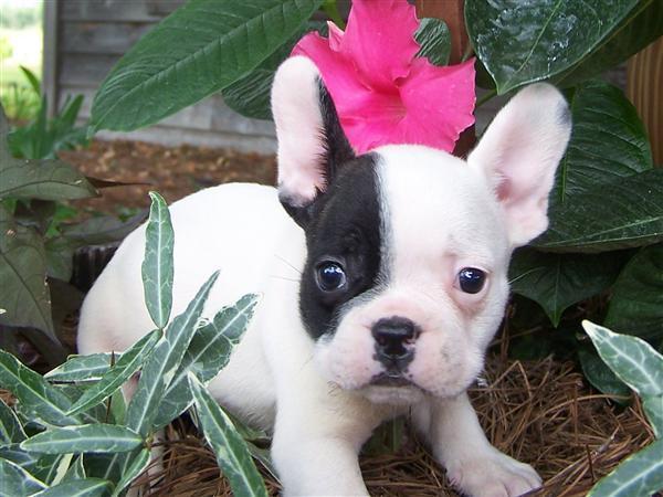 French Bulldog Puppy