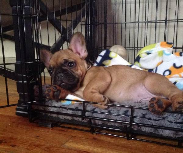 French Bulldog Sleeps In A Crate