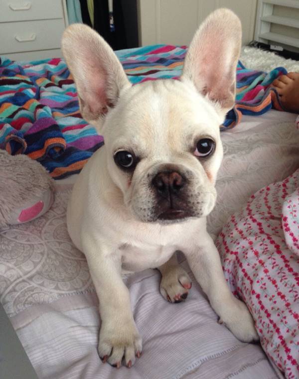 French Bulldog With Big Ears