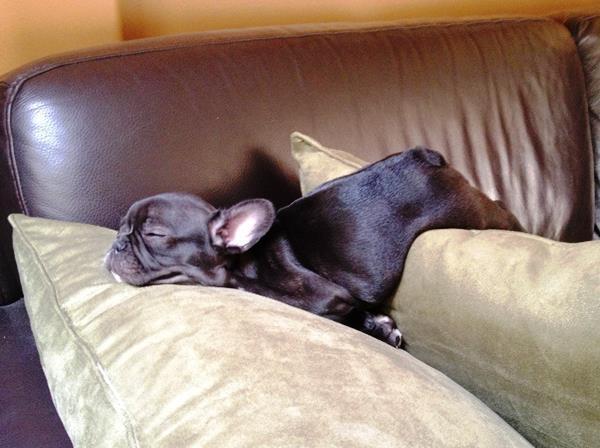 Funny French Bulldog