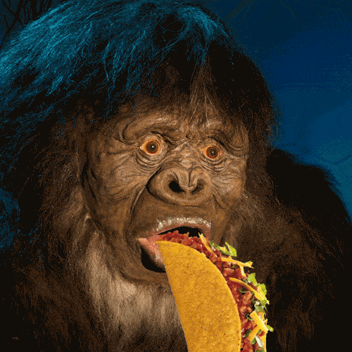 Gorilla Eats A Taco