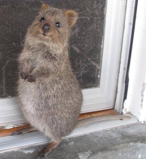 Happiest Animal On Earth