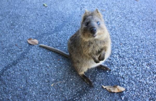 Happy Animal