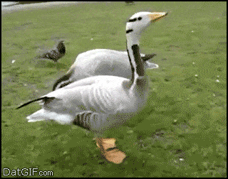 Happy Feet