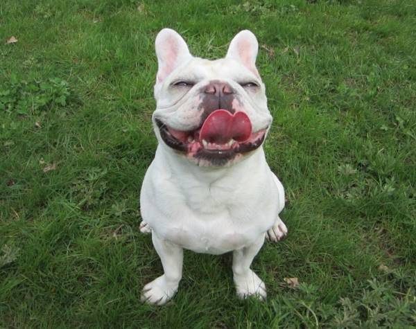 Happy French Bulldog