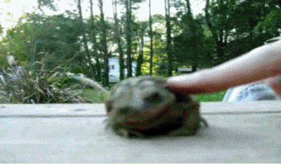 Happy GIFs Frog