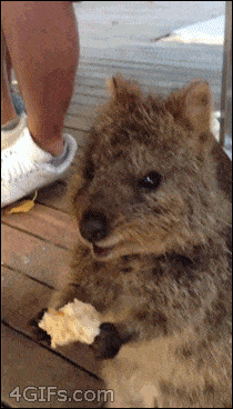 Happy GIFs Quokka