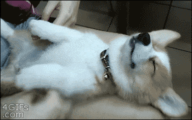 Happy GIFs Sleeping Corgi