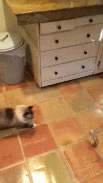 Jumping Cat