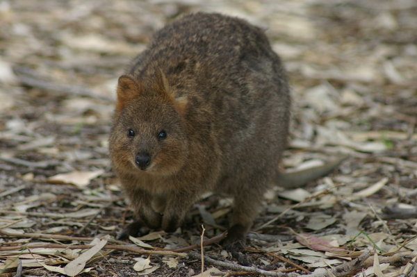 Marsupial Quokka